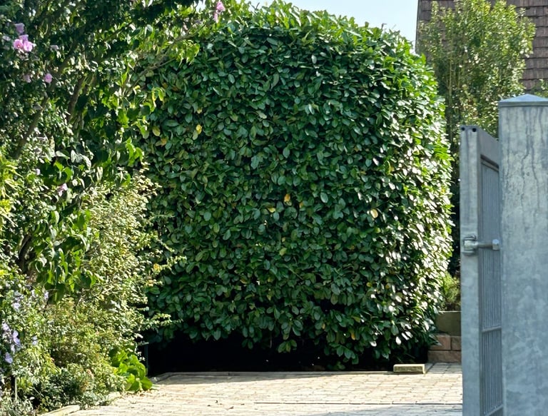 Perfekt gepflegter Busch/Hecke. Formschnitt