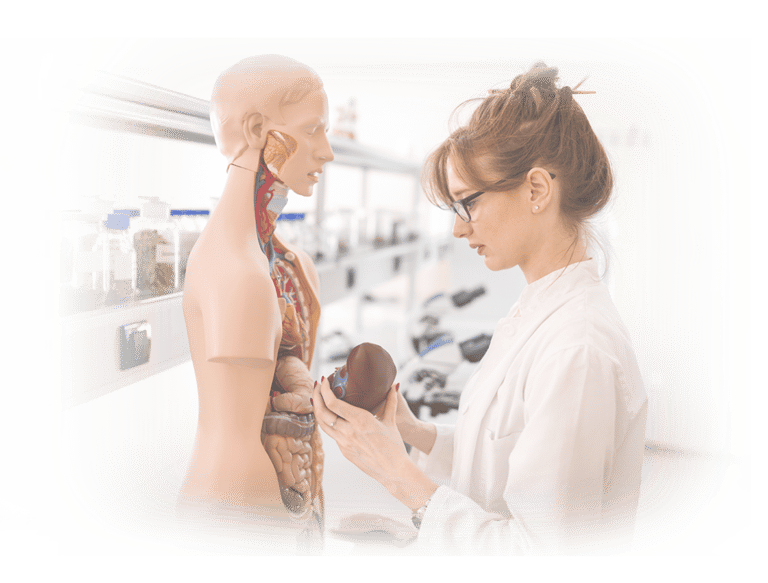 Ultrasound student in lab coat examining an anatomic model.