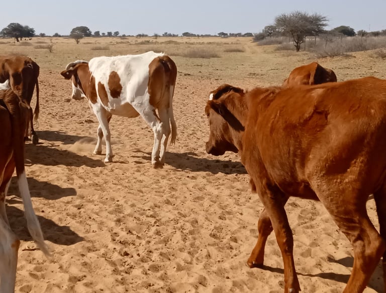 cattle heading to the forest