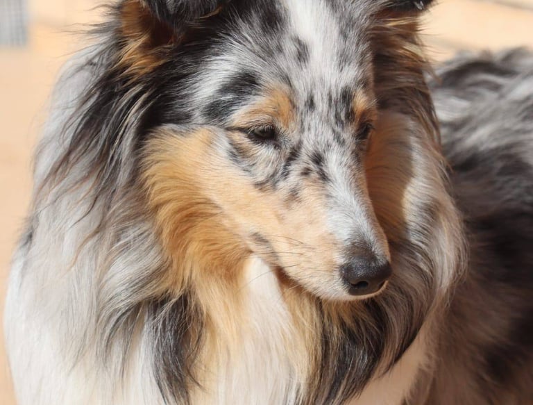 Pastor de las islas de shetland, Maravryan shelties, Shelties de Maravryan, Shetland sheepdog