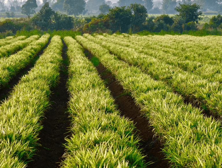 Indonesian spice farm with fresh ginger and turmeric plants