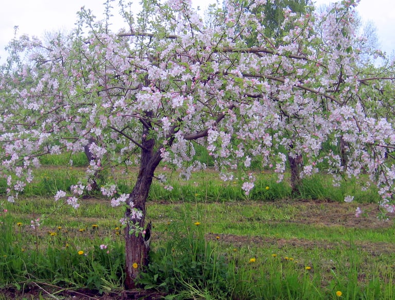 Madalamaks lõigatud vana õunapuu. Vana õunapuu noorendamine