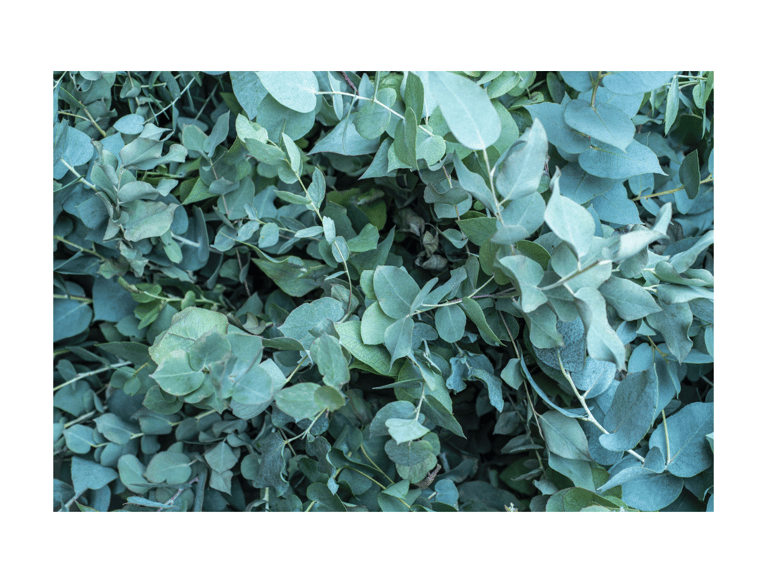 a bunch of leaves on a tree in a field