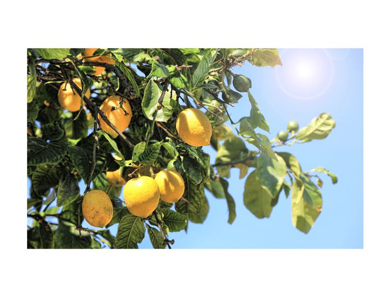 a bunch of lemons hanging from a tree