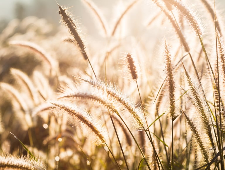 Gräser im Sonnenuntergang bei einer Trauerfeier mit Trauredner in Brandenburg