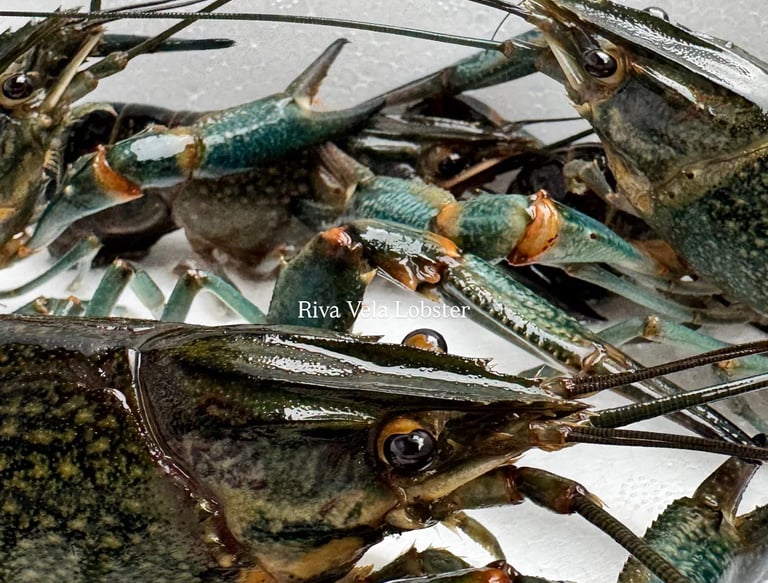 Premium Redclaw lobster from Riva Vela’s controlled cultivation showing healthy shell & optimal meat