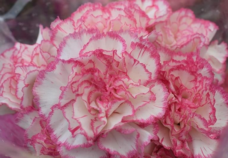 rosas al por mayor en pereira