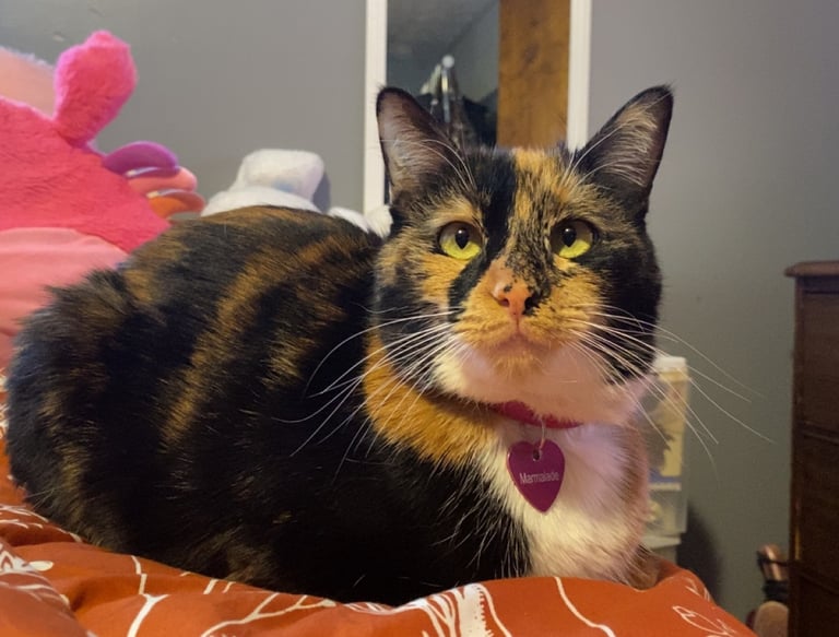 This is Marmalade, or Marmi- also in our care.