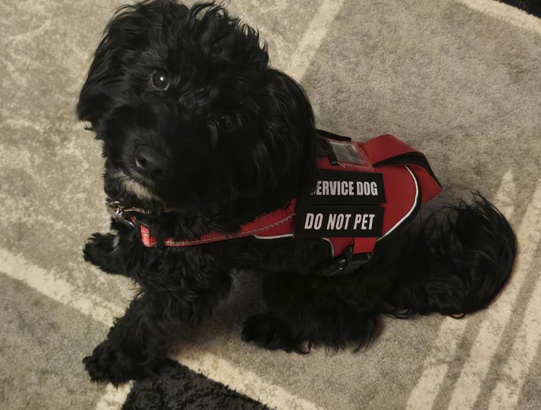 A black cockapoo wearing a red service dog vest.