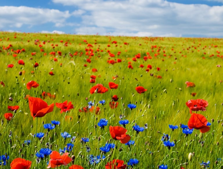 Champ de fleurs sauvages coquelicots et bleuets symbolisant la sérénité et l'équilibre