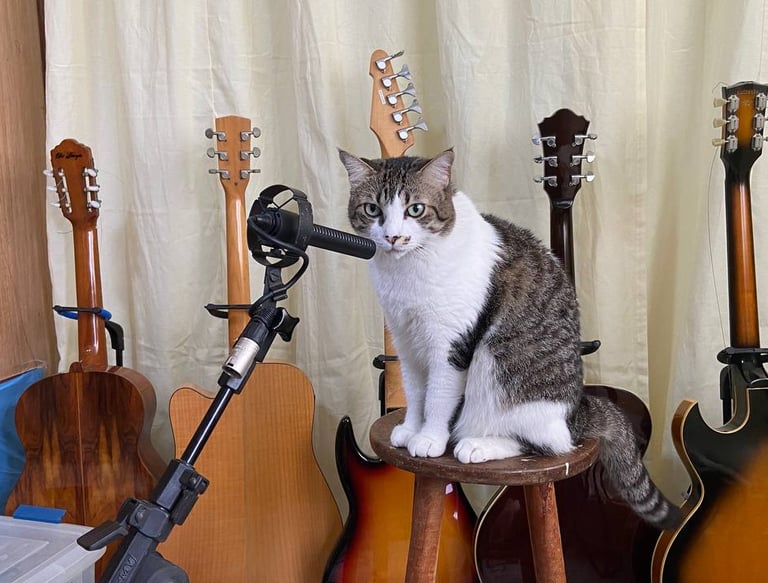 Estúdio de gravação profissional. Imagem de uma gato sentado no banquinho próximo de um microfone.