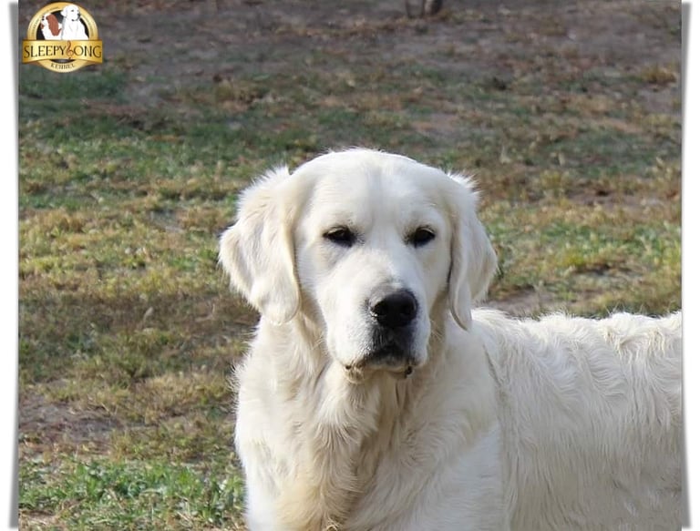 Kennel Sleepysong SKY BOY rocking the posing in nature