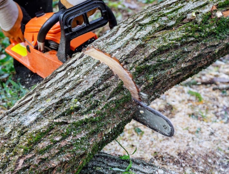 tree trimming services covington