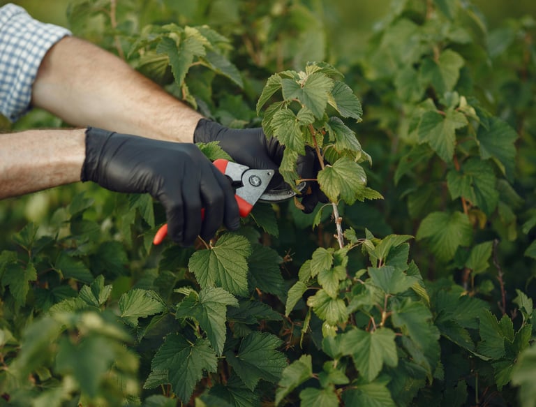 Pruning Flowers and shrubs And weeding In Bridgewater Somerset UK