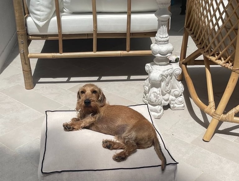 SR Sevices' dog relaxing in the sun in a property's porche