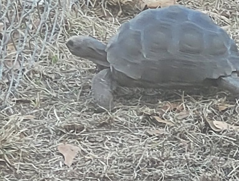 my young Aldabra tortoise