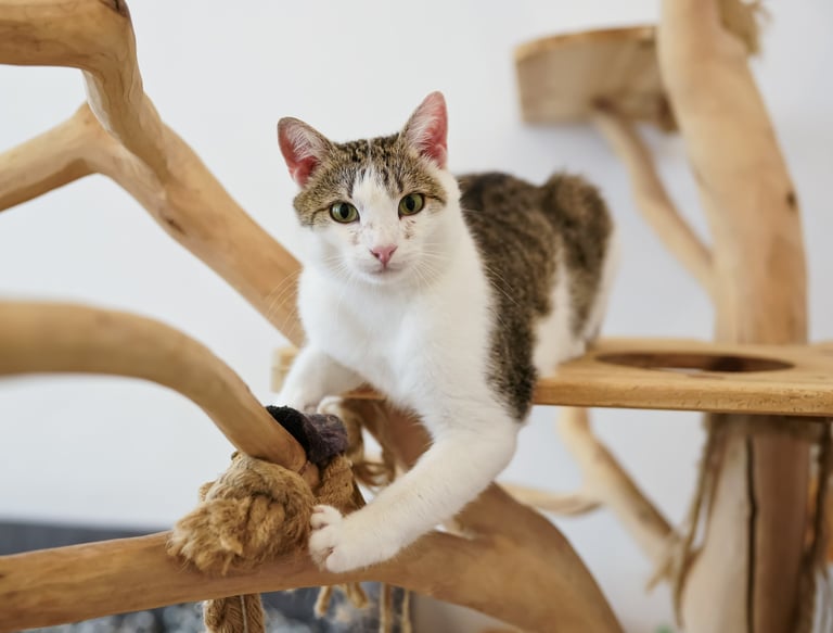 Cat,Experienced pet care providers in Lynnwood ensuring comfort, safety, and happiness for your cats
