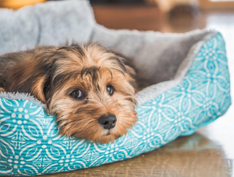 Loving pet sitting services for Lynnwood, Edmonds, Bothell, and nearby areas