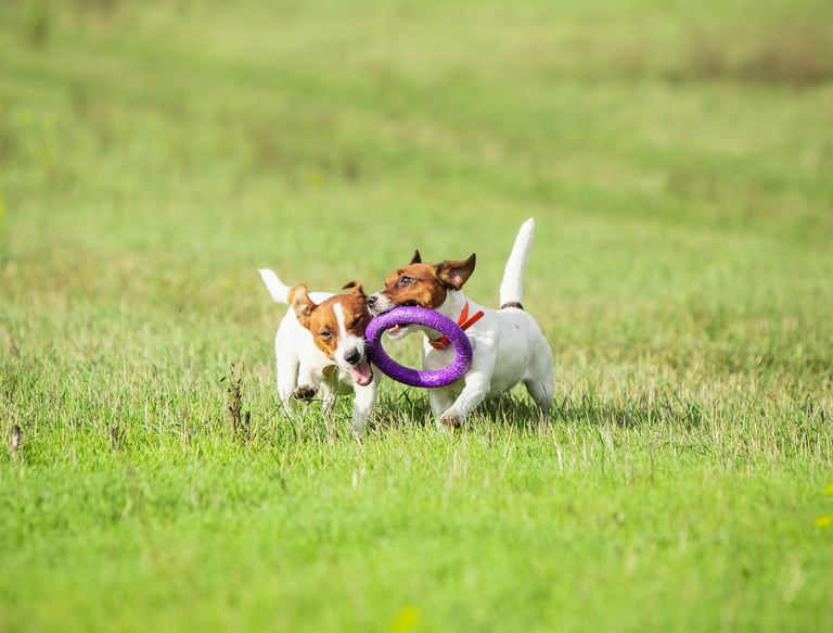 Happy dogs playing at the park at Fido's pet sitters Lynnwood Washington