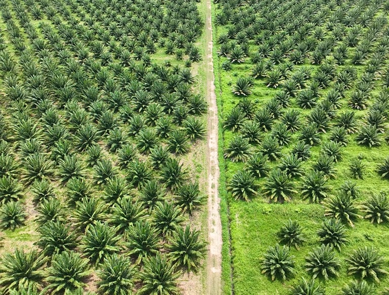 cultivo de palma de aceite en colombia