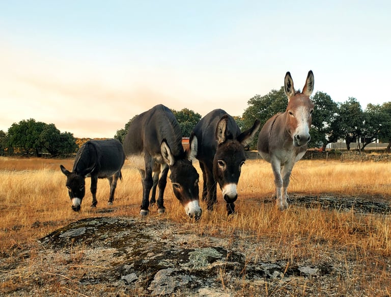 ânes miniatures en train de brouter