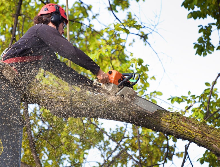 a man is cutting down a tree branch