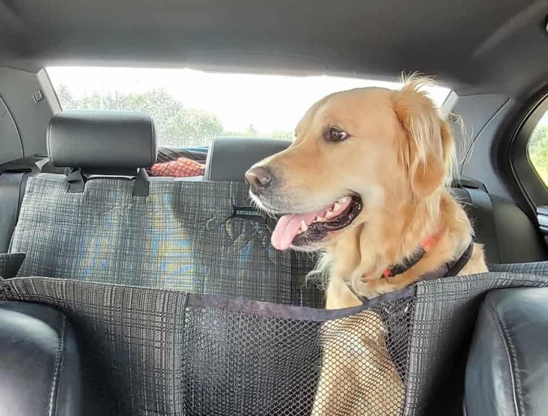 prekės šunims internetu (7)