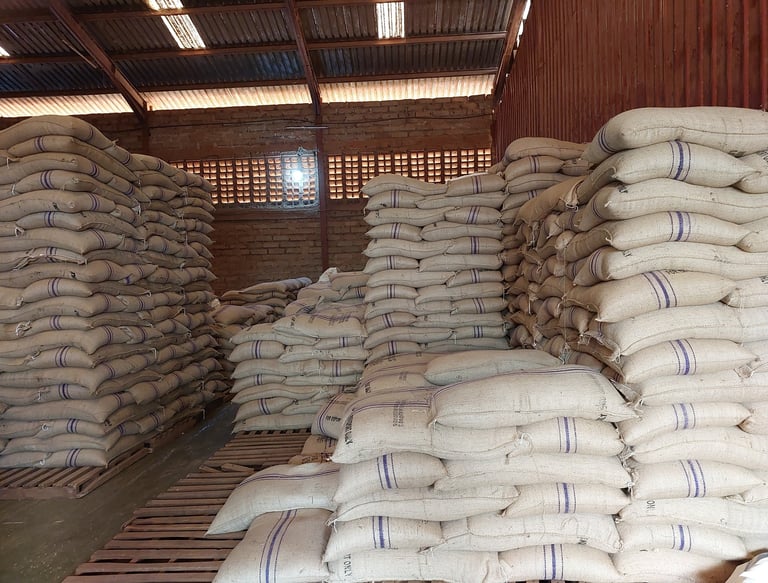 Coffee beans ready for export