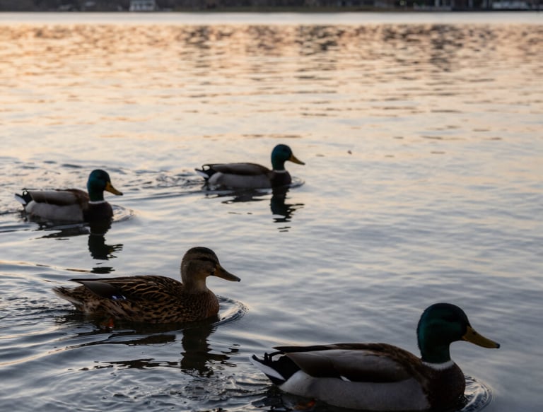 Ducks flying low over the misty Tampa Bay marsh with golden morning light.