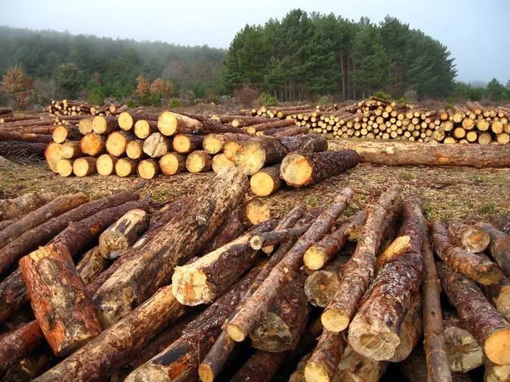 Stacked cypres timber logs in a forest clearing for wood industry and lumber production.