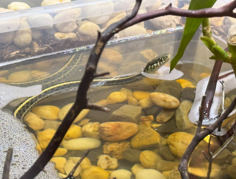 plains garter snake