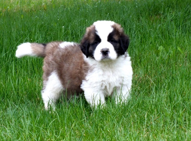 Saint Bernard puppy
