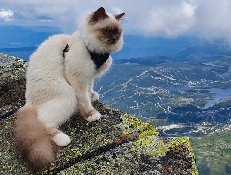 Blåmasket Hellig Birma Sofie Amalie på Gaustatoppen Supreme Champion Tin May av Ontario