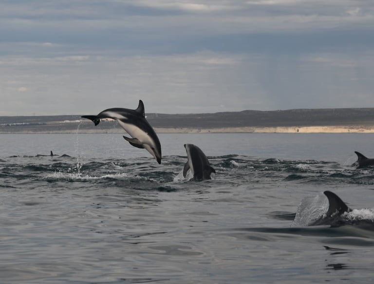 avistaje de delfines
