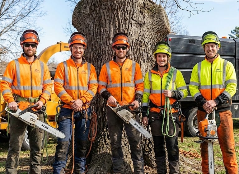 Professional tree service crew in safety gear in Minnetonka, MN.