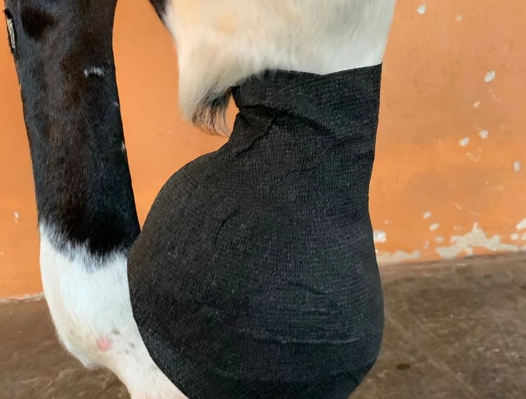 Atendimento emergencial veterinário equino 24 horas em Brasília DF