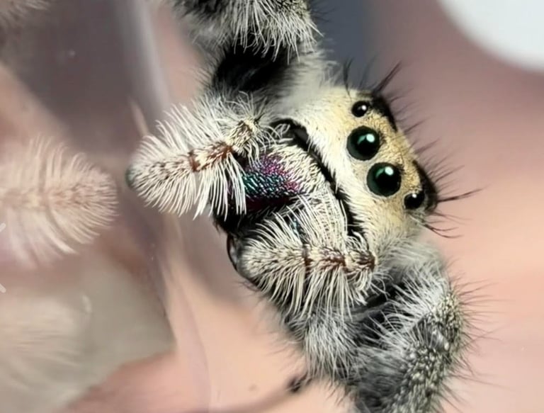 Regal Jumping Spider