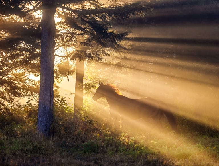 Montreal pet photographer dog horse cat Ilana Block