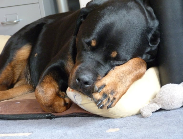 a dog is sleeping on a pillow on the floor