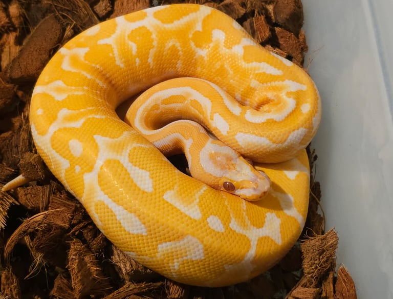 Lavender Ball Python