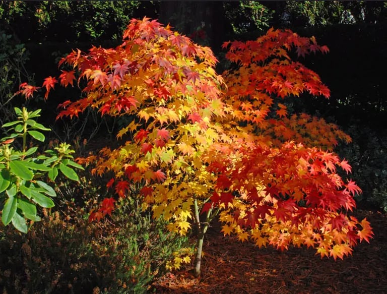 acer palmatum osakazuki