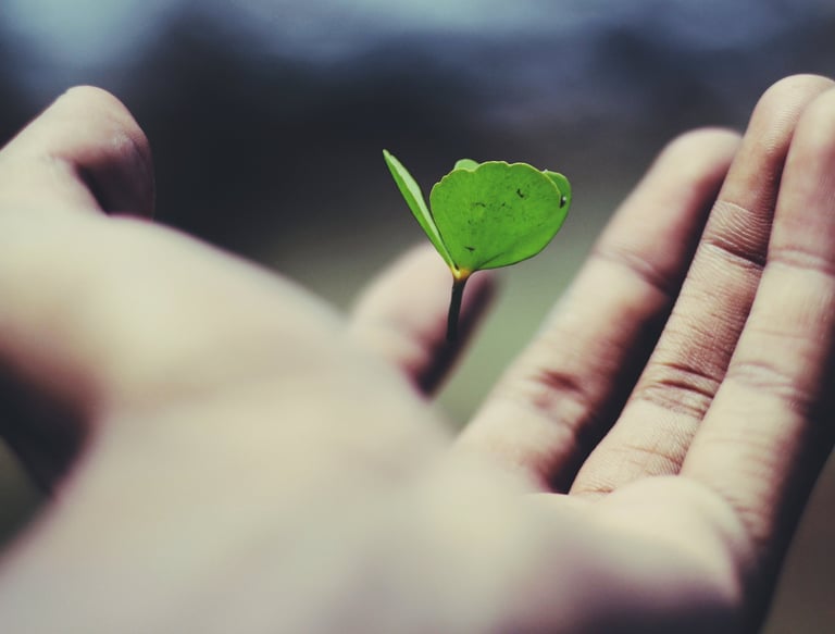 A hand with a small leaf bud floating above it