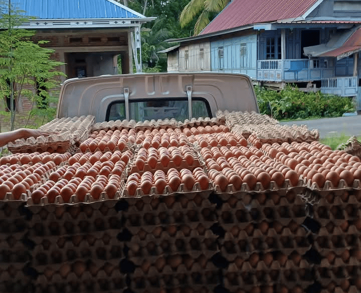 fresh table eggs in truck from indoeggs ready delivery to custumer