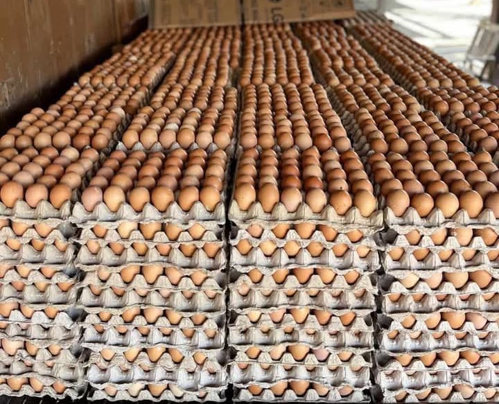 fresh table egg was take from indo egg ware house.