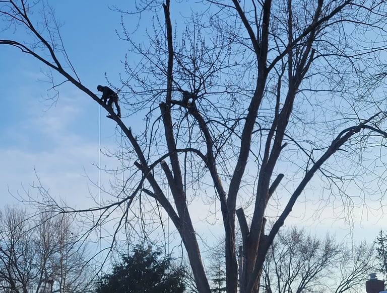 Climbing and removing a silver maple in White Bear Lake.