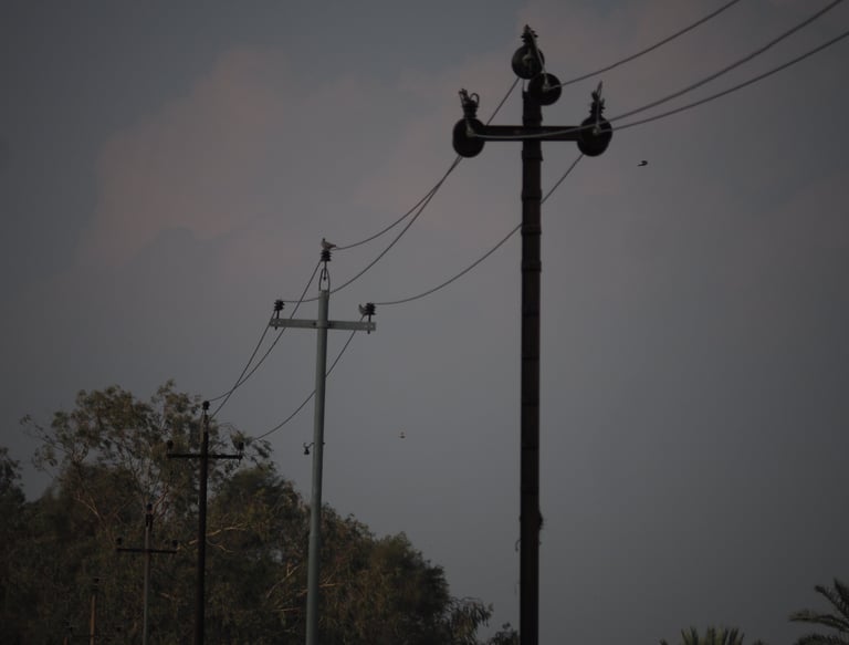 a utility pole with a bird perched on top of it in a growing field in Iraq