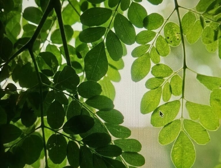 Close-up of fresh organic moringa leaves and powder