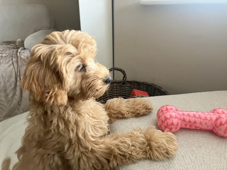 Puppy Looking Out Window