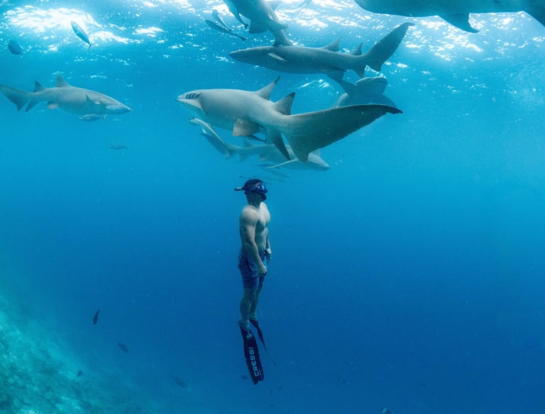 Nurse Shark excursion in Maldives. Freediving with Nurse sharks.