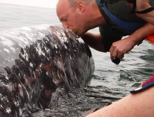 kissing a whale